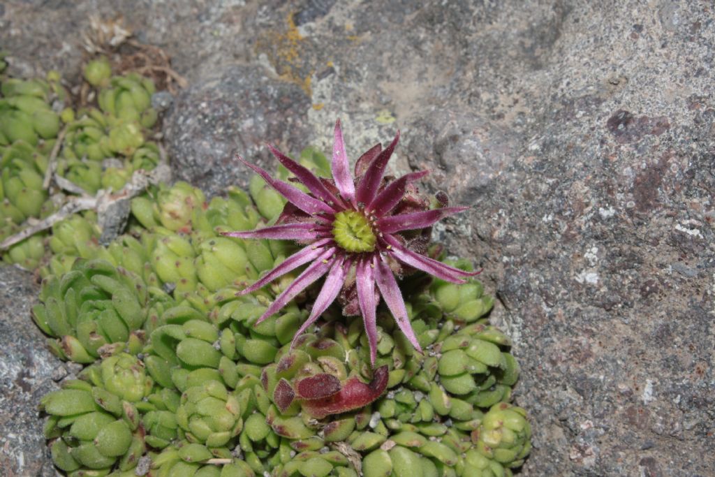 Porta Vescovo (BL):  Sempervivum montanum